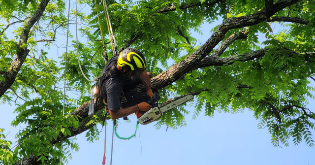 Professional arborist trimming mature shade trees at a residential property in Roanoke, Virginia.