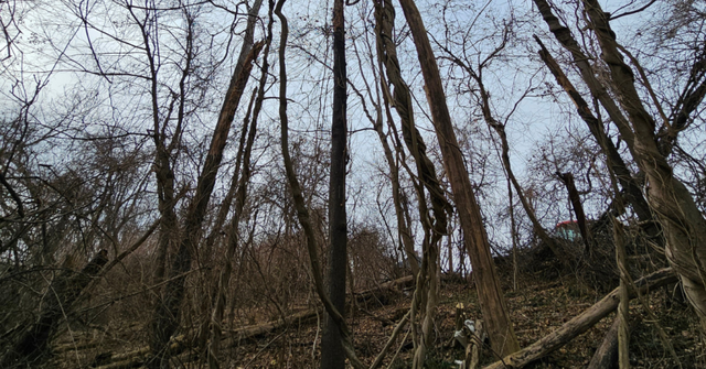 Professional tree removal crew removing a large storm-damaged oak tree from a residential property in Roanoke, VA