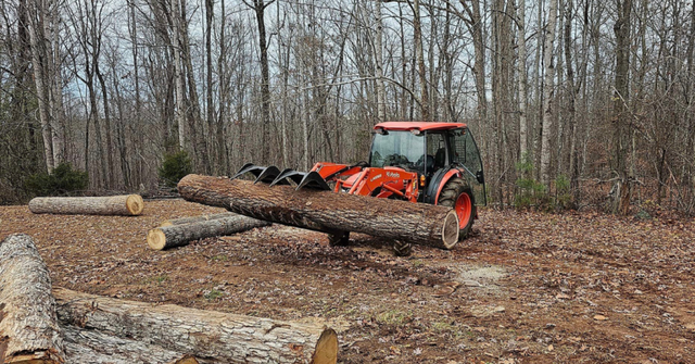 Professional tree removal crew safely removing a large oak tree from a residential property in Roanoke, VA.