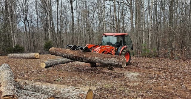 Professional tree removal crew safely removing a large oak tree from a residential property in Roanoke, VA.
