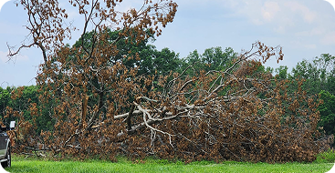 24/7 Emergency Tree Service
