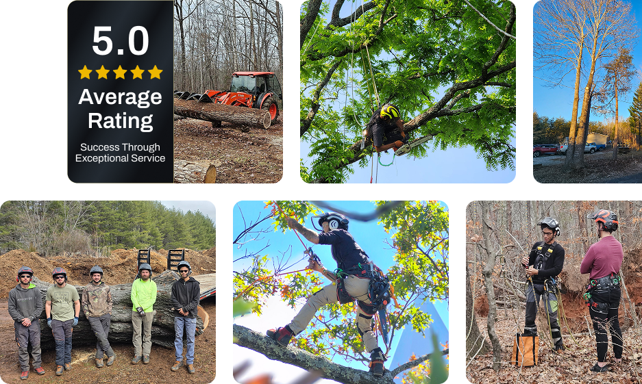 About Trees Crossing Tree Services