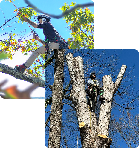 About Trees Crossing Tree Services