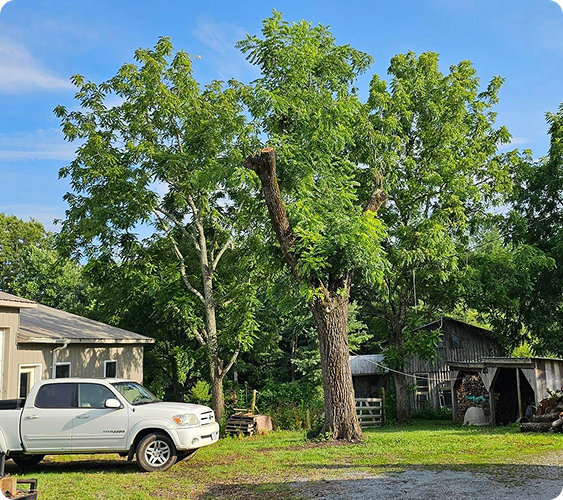 How We Protect Your Property During Tree Service