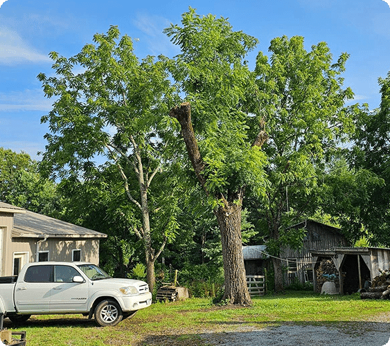 How We Protect Your Property During Tree Service