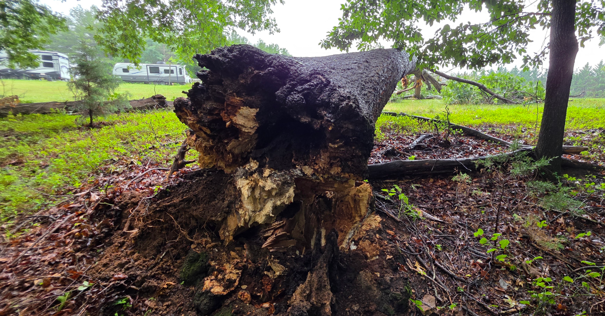 24/7 Emergency Tree Service
