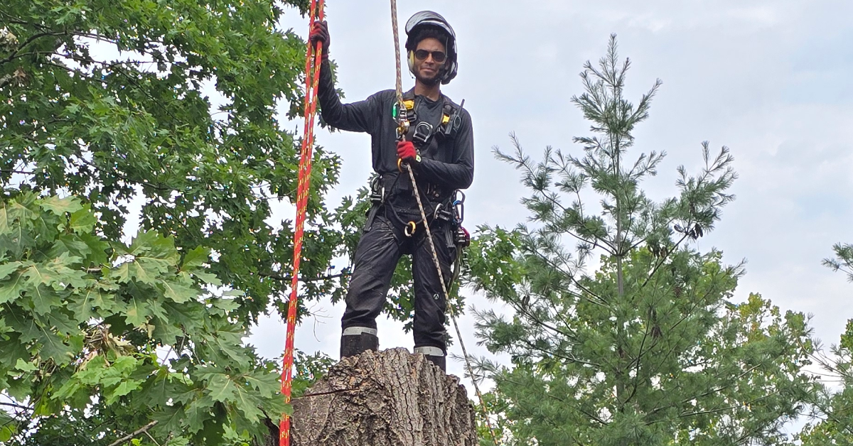 tree removal