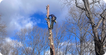 tree removal