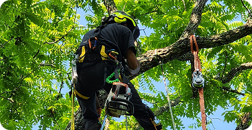 tree trimming and pruning